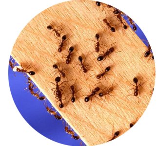 Insects and termites can cause a considerable structural damage