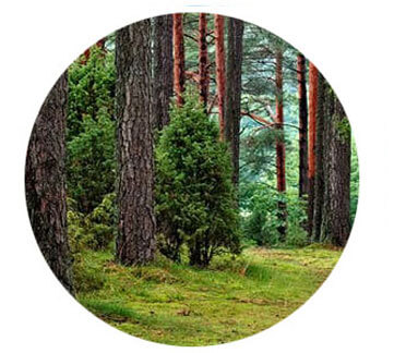 Eco